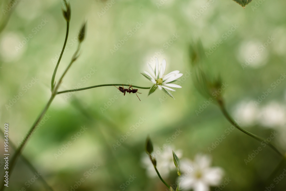 ant on green branch of white flower ant on green branch of white flower