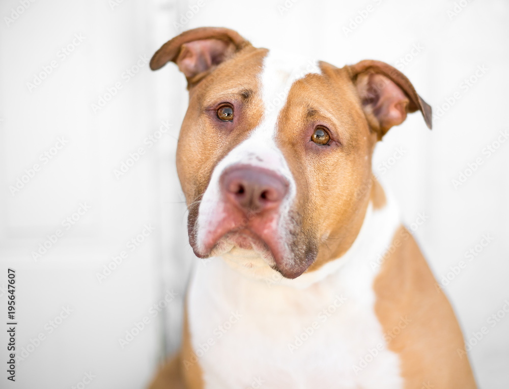 A red and white Pit Bull mixed breed dog with a sad expression