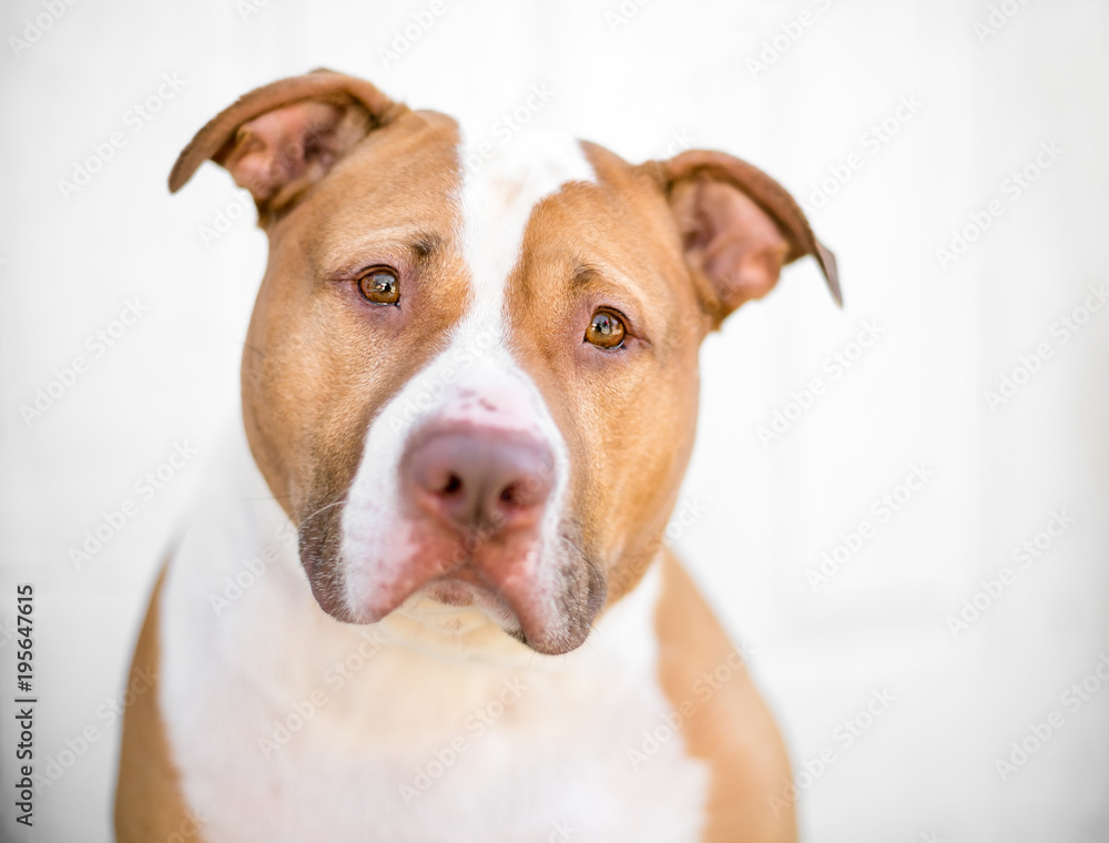 A red and white Pit Bull mixed breed dog with a sad expression