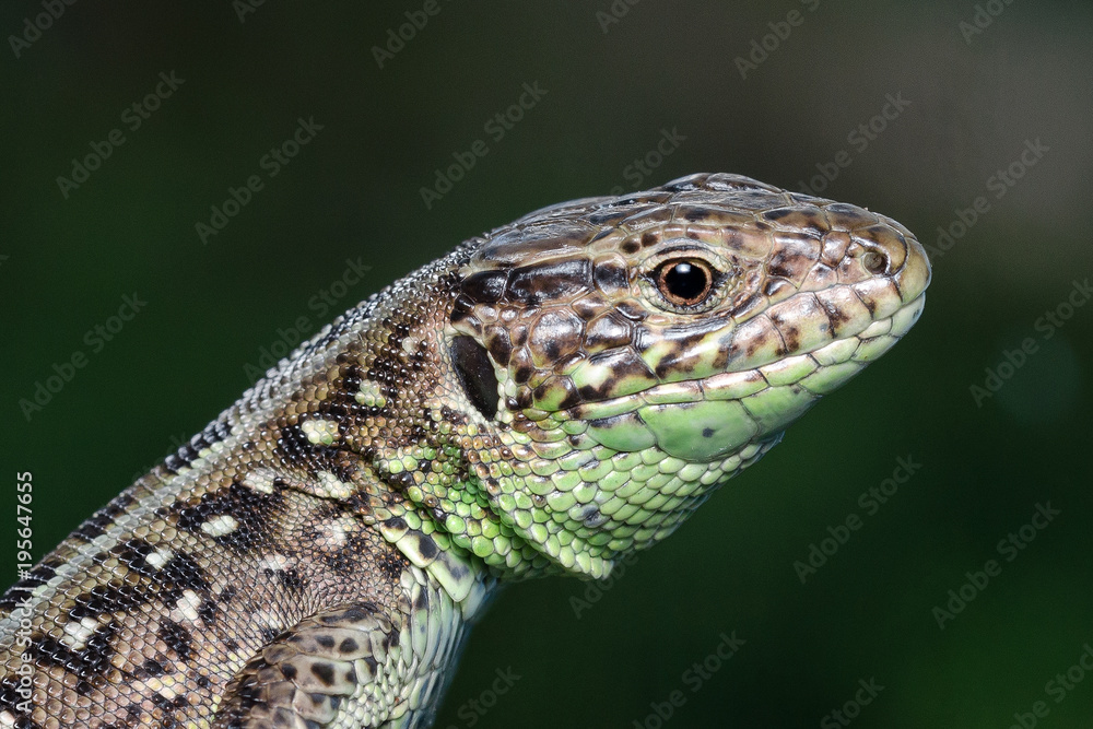 Head Of A Lizard (Lacerta Agilis). Close-Up. Head Of A Lizard (Lacerta Agilis). Close-Up.