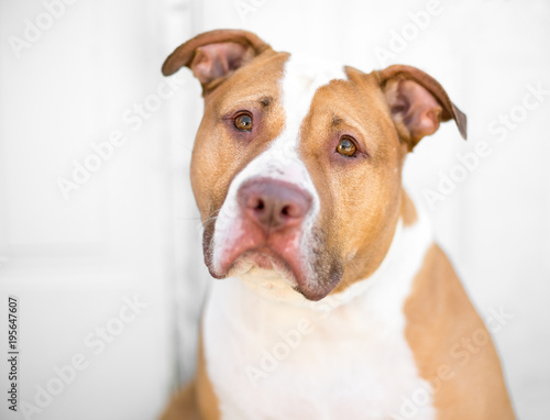 A red and white Pit Bull mixed breed dog with a sad expression © Mary Swift