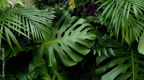 Green tropical leaves Monstera, palm, fern and ornamental plants backdrop background © Venus