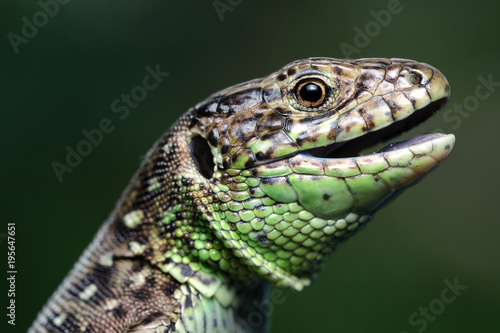 Head Of A Lizard  Lacerta Agilis . Close-Up.