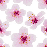 Sakura flower, cherry. Seamless pattern on white background.Vector illustration.