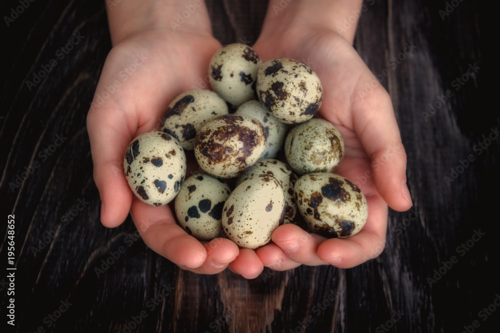 A quail of Easter eggs in the hands of a woman on a wooden background with copy space. Easter concept. Healthy eating. A quail of Easter eggs in the hands of a woman on a wooden background with copy space. Easter concept. Healthy eating.