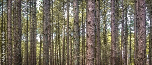 Straight up trees in dutch forest