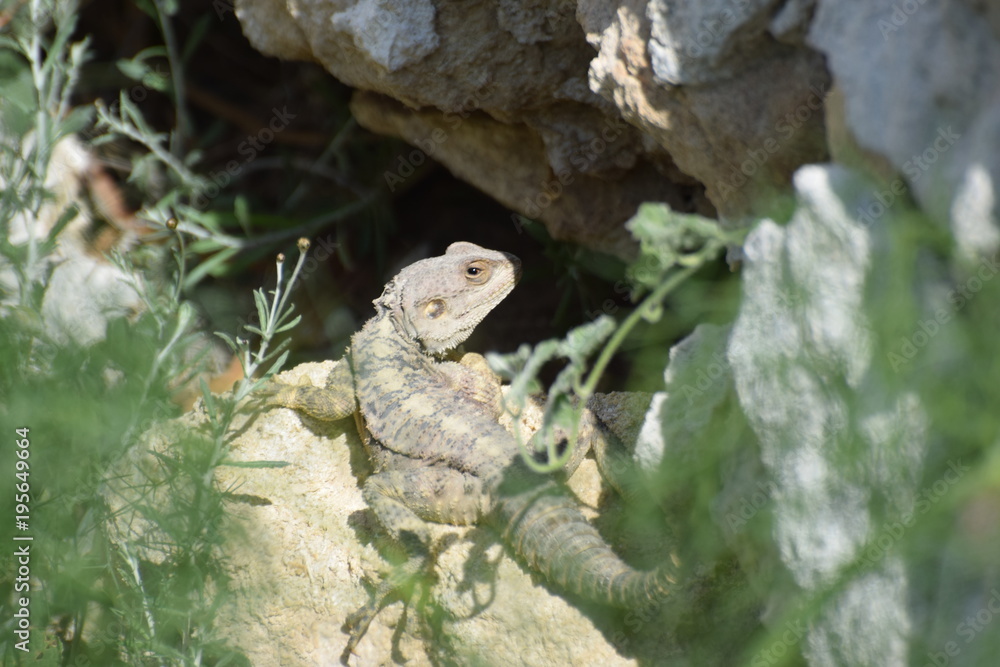 Fototapeta premium wild lizard North Cyprus