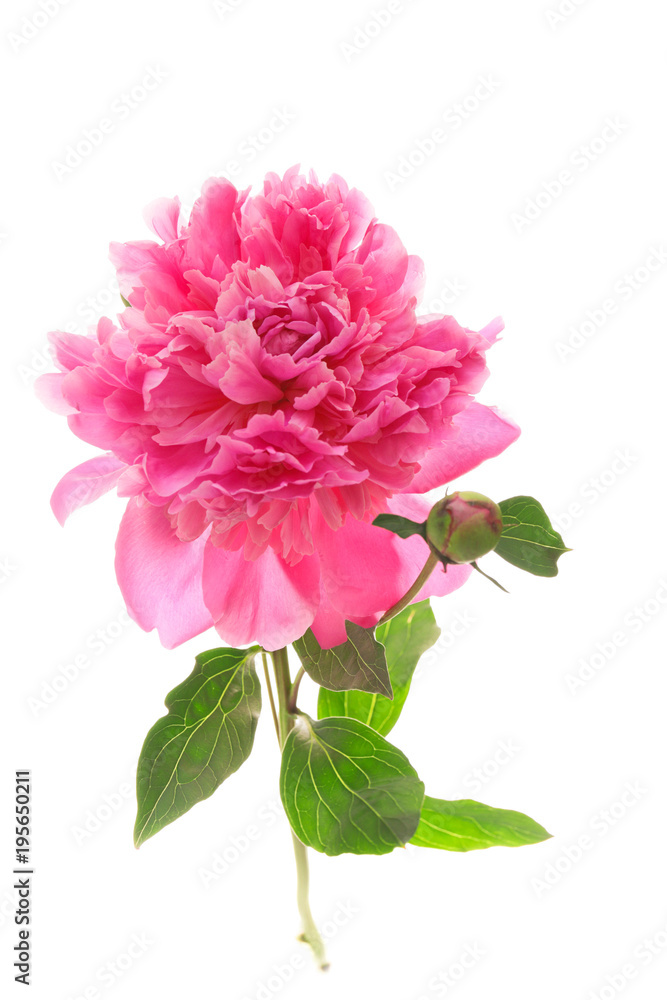 pink peony on the white background