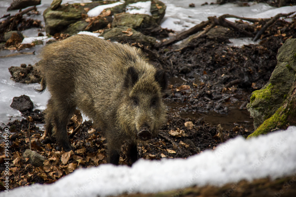 Wild boar in winter. Bavarian Forest National Park. Wild boar in winter. Bavarian Forest National Park.