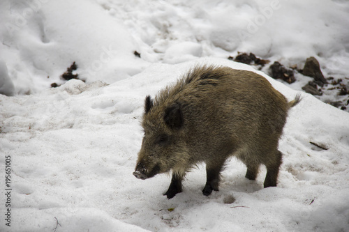 Wild boar in winter. Bavarian Forest National Park.