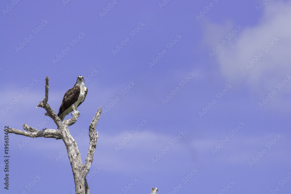 Osprey perched on tree. ready to hunt breakfast looks attentively down at the river with blue sky as background. also known as sea hawk or river hawk or fish hawk. beautiful bird of prey . Osprey perched on tree. ready to hunt breakfast looks attentively down at the river with blue sky as background. also known as sea hawk or river hawk or fish hawk. beautiful bird of prey .