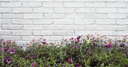 Beautiful Flower Garden and White Brick Wall Background