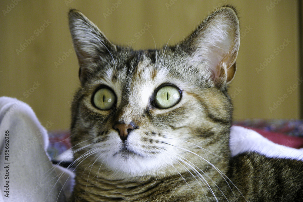 Portrait of a surprised cat