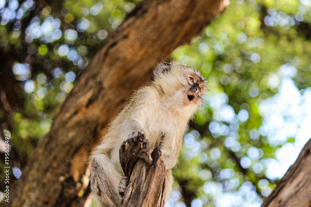 Cheeky monkey Cheeky monkey