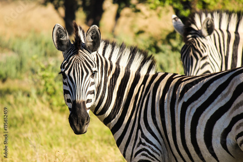 Snapshot Zebra