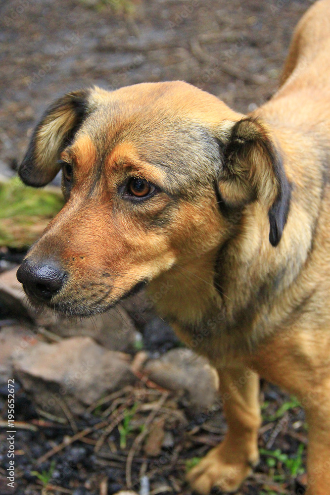 Mongrel dog nice and light. Sad red pet Mongrel dog nice and light. Sad red pet