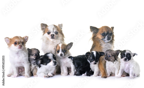 Fototapeta Naklejka Na Ścianę i Meble -  puppies chihuahua and adults
