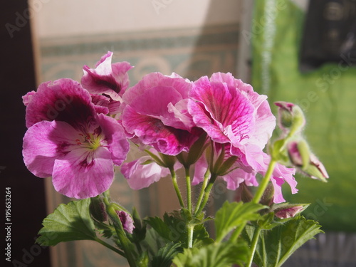 Fototapeta Naklejka Na Ścianę i Meble -  Blooming Bud of the pelargonium flower. Petals raspberry color of.