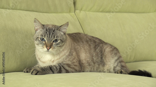 Beautiful male Thai cat on couch