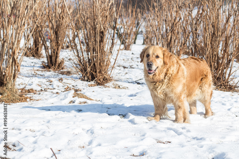 old golden retriever dog with snow
