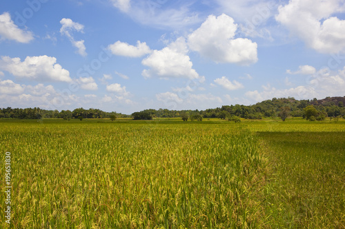 sri lankan rice crops