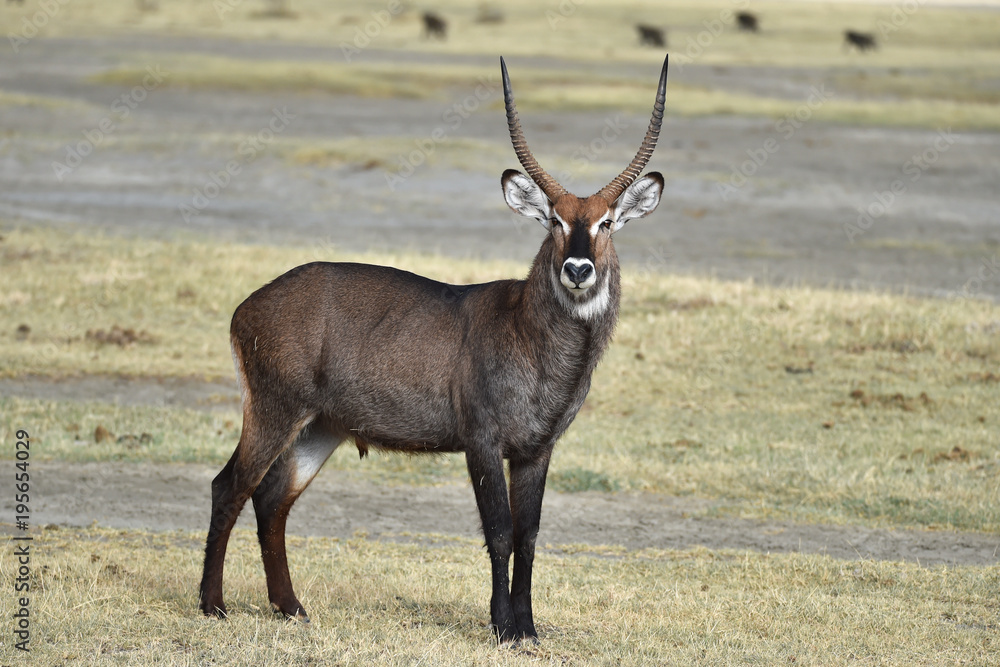 Obraz premium Wasserbock in Kenia