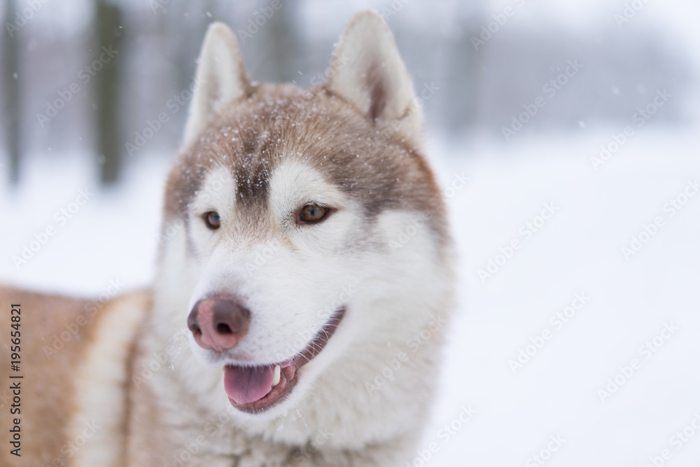 Siberian husky dog walks outdoors in the snow.