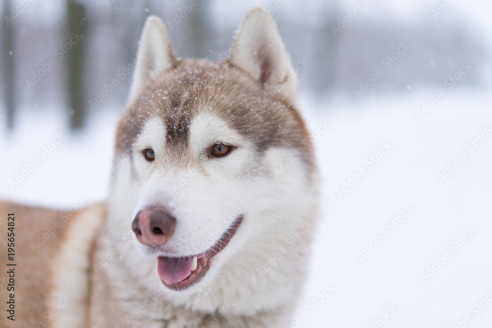Siberian husky dog walks outdoors in the snow. Siberian husky dog walks outdoors in the snow.