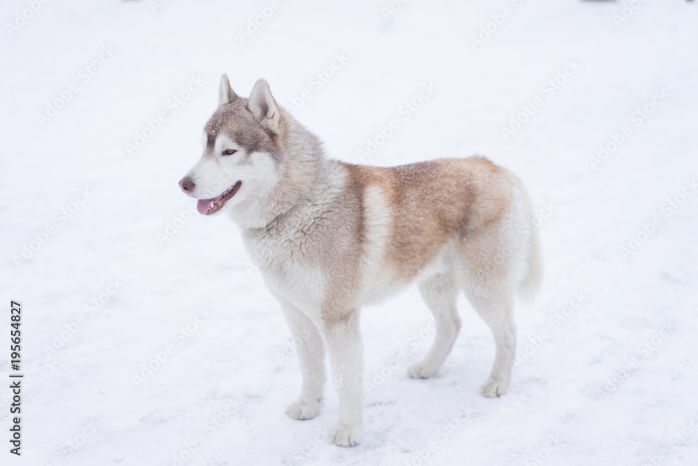 Siberian husky dog walks outdoors in the snow. Siberian husky dog walks outdoors in the snow.