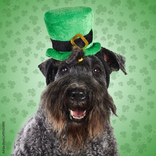 Kerry Blue Terrier Dog ready for St. Patrick's Day