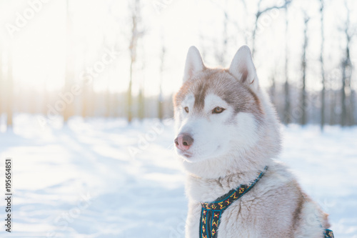 Siberian husky dog walks outdoors in the snow.