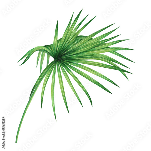 Watercolor painting coconut palm leaf green leave isolated on white background.Watercolor hand painted illustration tropical exotic leaf for wallpaper vintage Hawaii style pattern.With clipping path