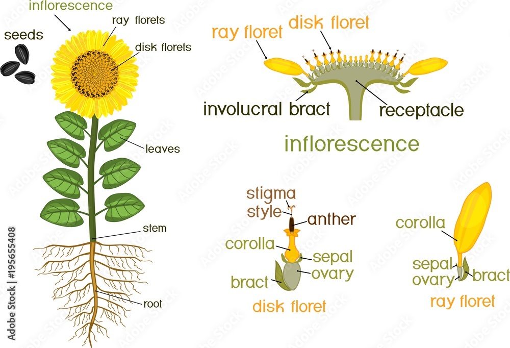 Parts of sunflower plant. Morphology of flowering plant with root