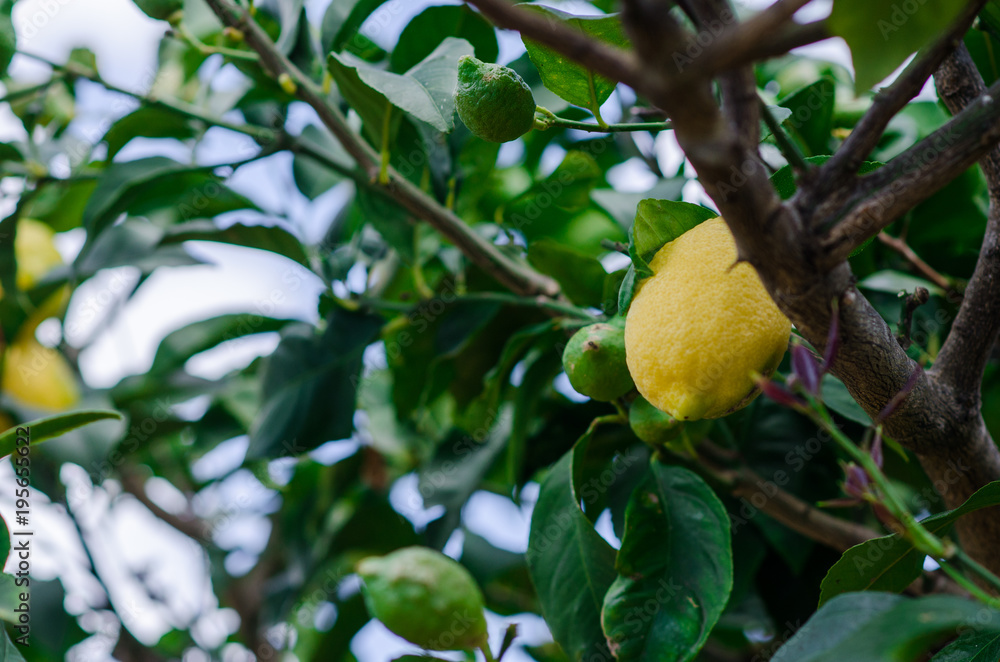 Fotografía de un limón en un limonero del huerto de casa.