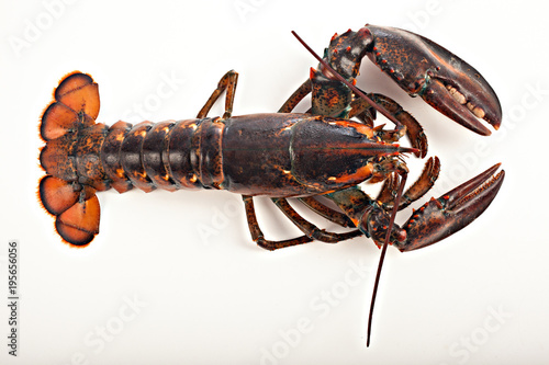 lobster