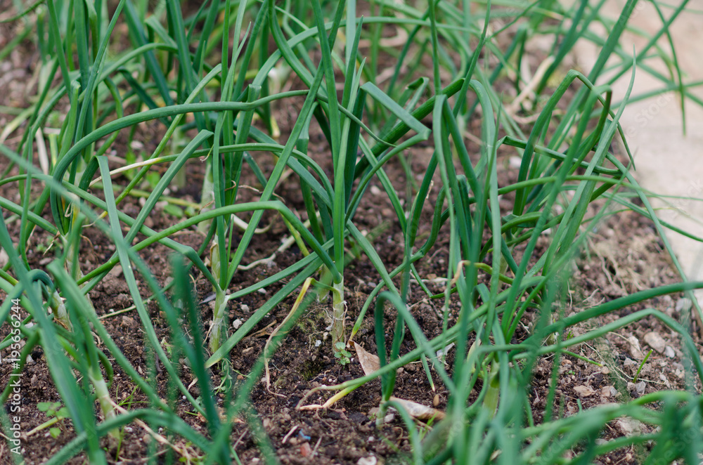Fotografía de unas cebollas y ajos tiernos en el huerto de casa.