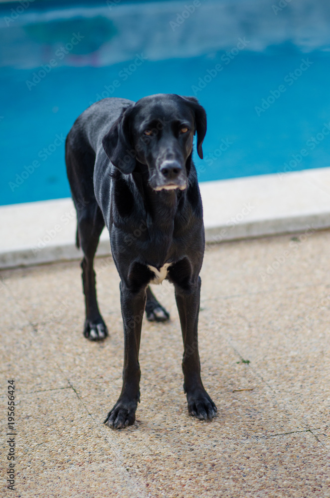 Fotografía de un perro negro al lado de la piscina de casa.