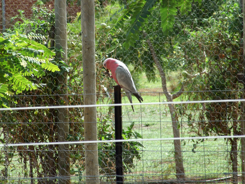 Parrot photo