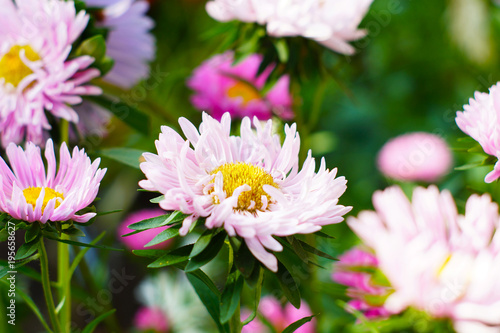 Pink chrysanthemums in the garden © Apollojove