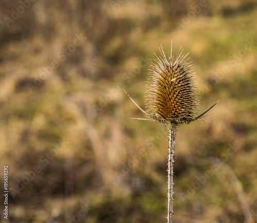This is a thistle close up  © Ungur