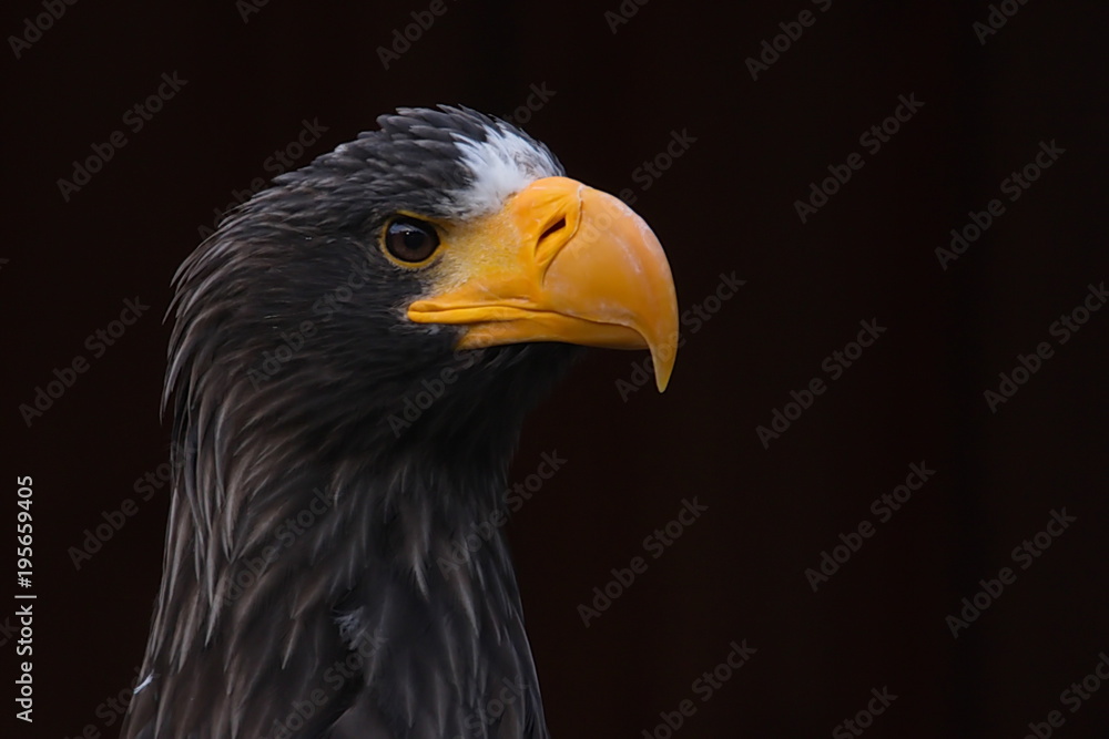 Riesenseeadler Riesenseeadler