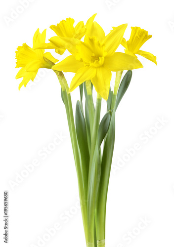 Fototapeta Naklejka Na Ścianę i Meble -  Beautiful narcissus (Narzissen, Narcissus, Amaryllidaceae) isolated on white background, inclusive clipping path. Germany