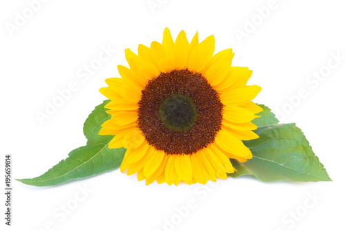 Fototapeta Naklejka Na Ścianę i Meble -  Beautiful sunflower (Helianthus annuus, Asteraceae) isolated on white background, inclusive clipping path without shade. 