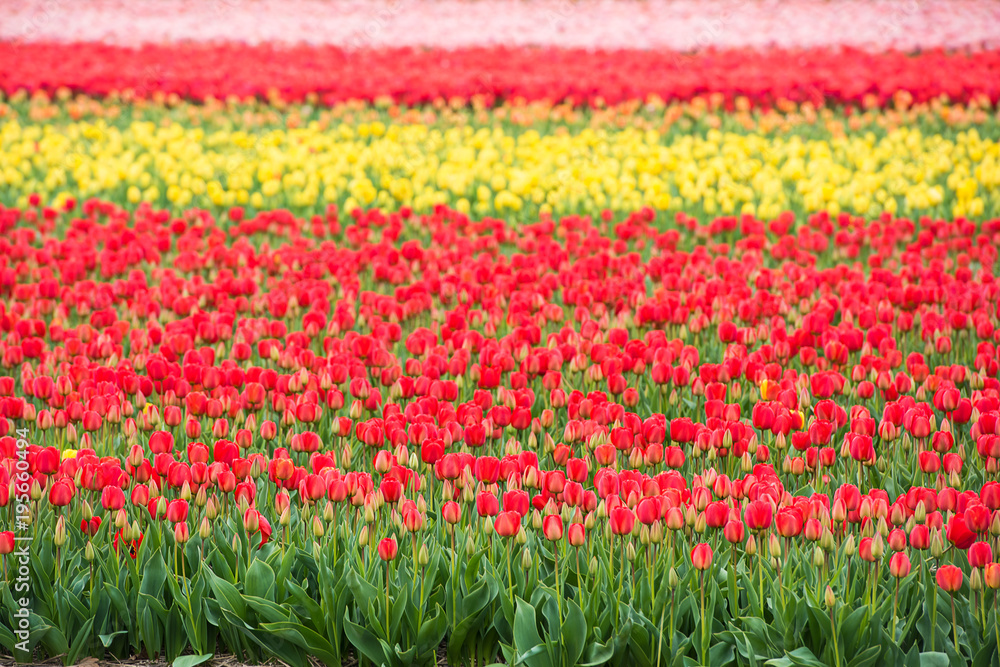 Multicolored tulips field in the Netherlands