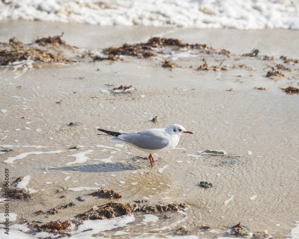 Seagull on the coast of Black sea Seagull on the coast of Black sea