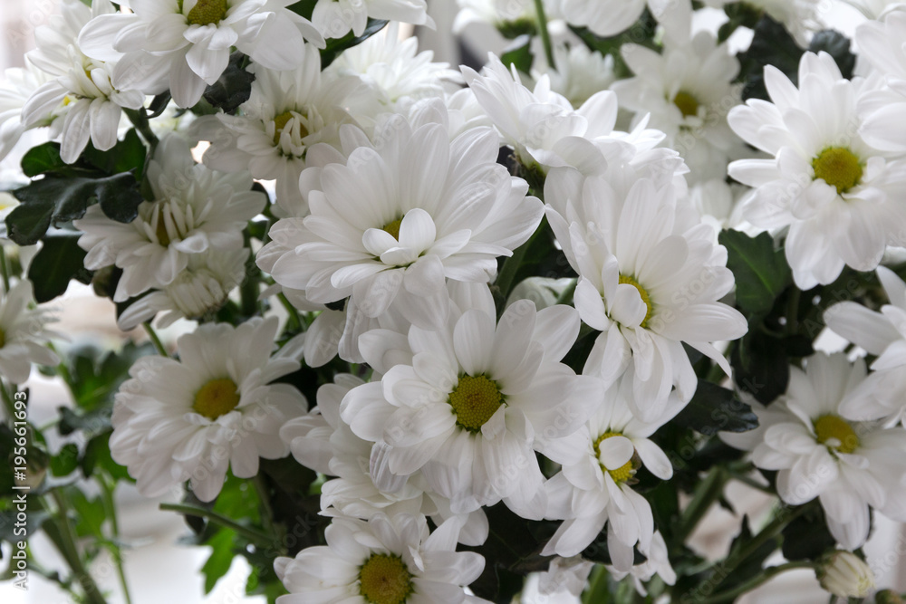 chrysanthemum white closeup