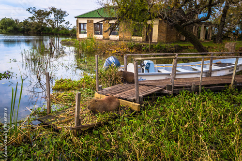 Colonia Carlos Pellegrini - June 28, 2017: Capybaras at the Provincial Ibera park at Colonia Carlos Pellegrini, Argentina photo