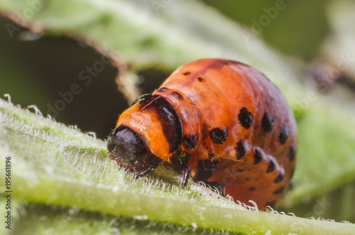 Red larva of the Colorado potato beetle eats potato leaves © andrei310