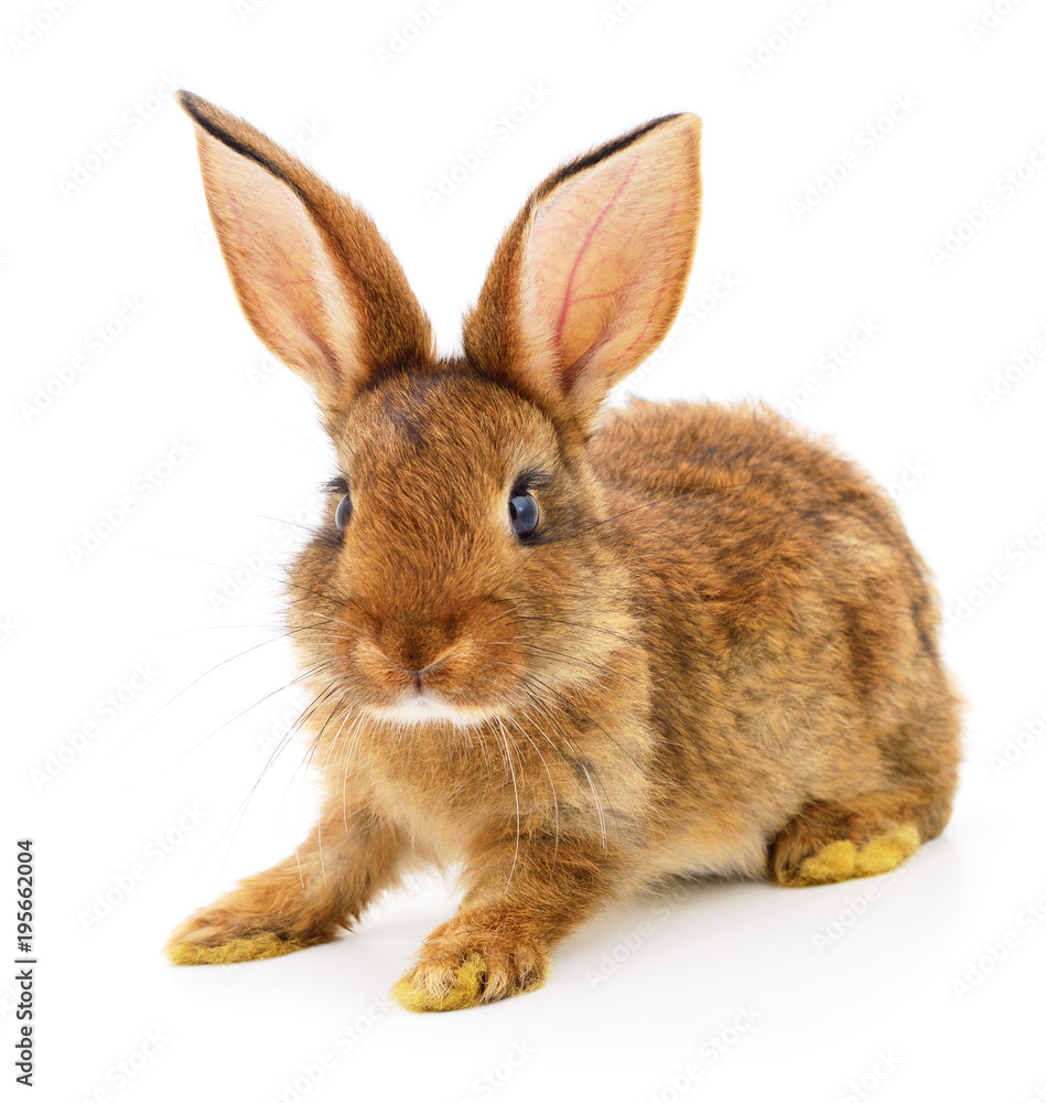 Obraz premium Brown rabbit on white.