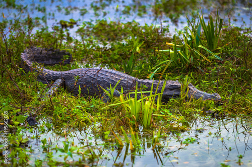 Colonia Carlos Pellegrini - June 28, 2017: Dark alligator at the Provincial Ibera park at Colonia Carlos Pellegrini, Argentina photo